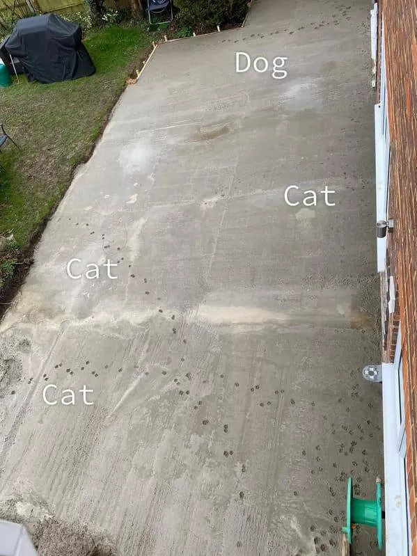 Annoying encounters moments that playfully aggravate - #13 Fresh concrete poured just ten minutes ago, and my partner decided to let all the pets out unsupervised. They immediately inspected the workmanship.