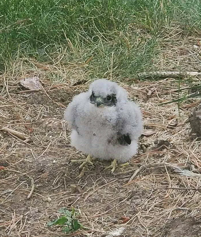 Unusual perspectives unveiled rare images that surprise and delight - #10 Discovery of a rare and endangered peregrine falcon in the backyard, reunited with its family by the Wildlife Commission