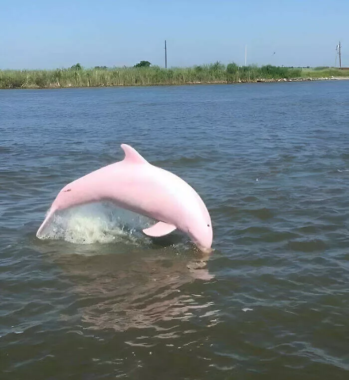 Dcouvertes insolites images curieuses sous des perspectives inhabituelles - #11 Repérage d'un dauphin dans le lac Calcasieu, Louisiane