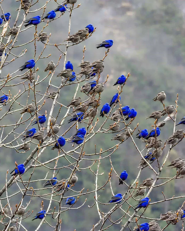 Dcouvertes insolites images curieuses sous des perspectives inhabituelles - #3 Oiseaux Grandala, avec les mâles affichant un plumage bleu éblouissant et les femelles brun avec des stries blanches