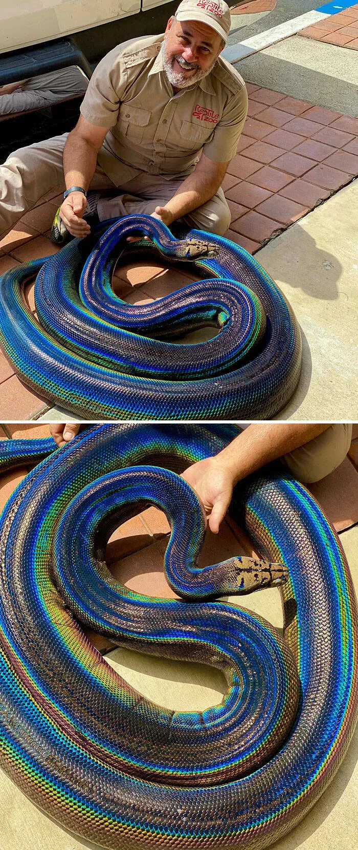 Dcouvertes insolites images curieuses sous des perspectives inhabituelles - #4 Un python coloré et rare