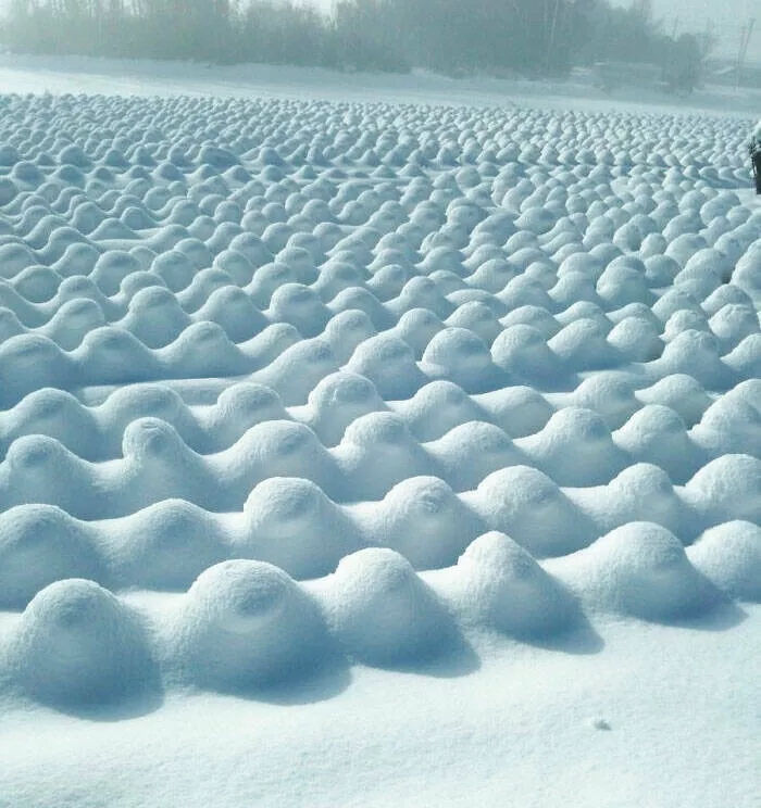 Dcouvertes insolites images curieuses sous des perspectives inhabituelles - #6 Une chute de neige sur un champ de choux