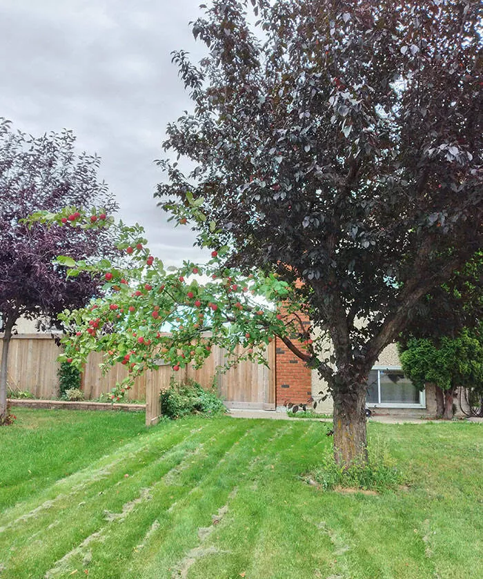 Dcouvertes insolites images curieuses sous des perspectives inhabituelles - #8 Un arbre dans mon quartier avec une branche d'un pommier au milieu du feuillage normal