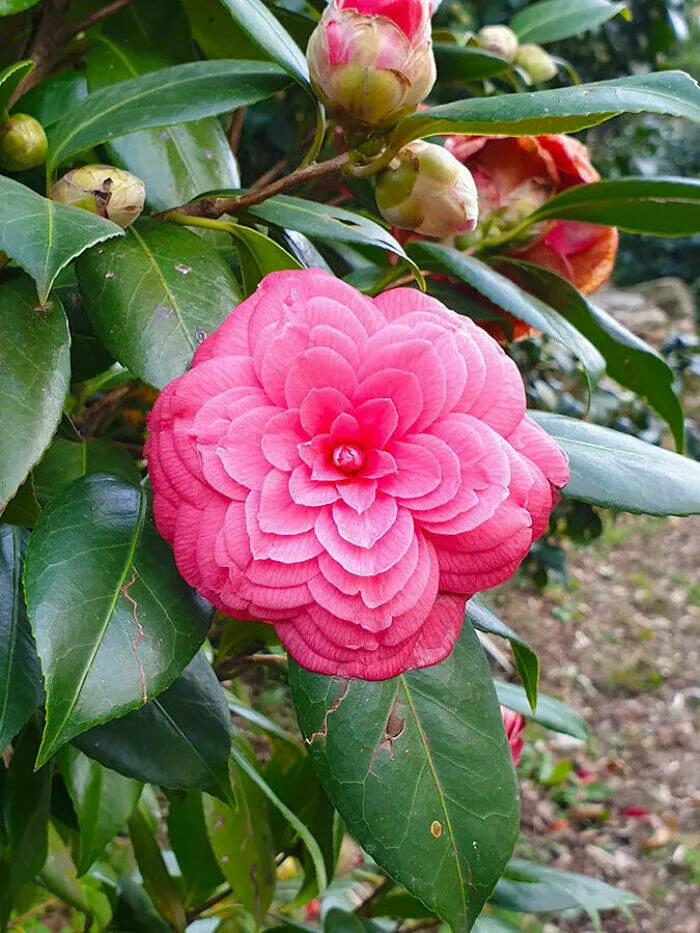 Intriguing discoveries subtly surprising finds that captivate - #12 The delicate petals of this camellia flower are mesmerizing