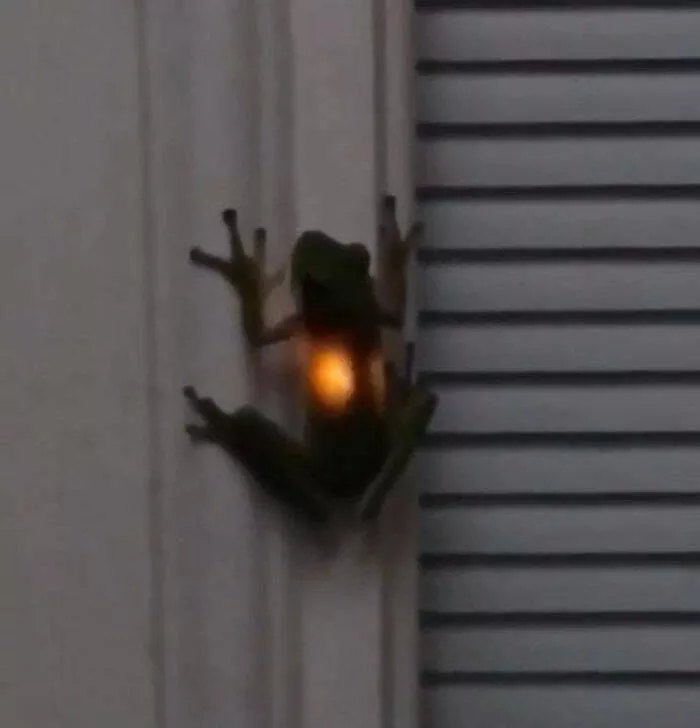 Intriguing discoveries subtly surprising finds that captivate - #13 This is what happens when frogs consume fireflies