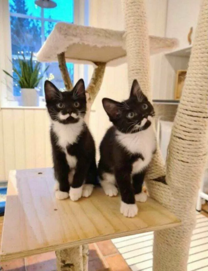 Intriguing discoveries subtly surprising finds that captivate - #20 These kittens boast perfect mustache patterns