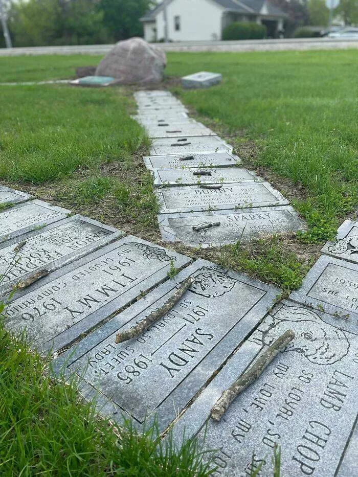 Dcouvertes surprenantes trouvailles subtilement surprenantes qui captivent - #6 Quelqu'un a placé un petit bâton sur chacune des tombes de chien dans ce cimetière