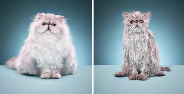 Hilarious photos of animals before and after a bath - #1 