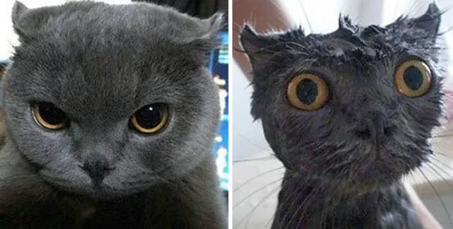 Hilarious photos of animals before and after a bath - #10 