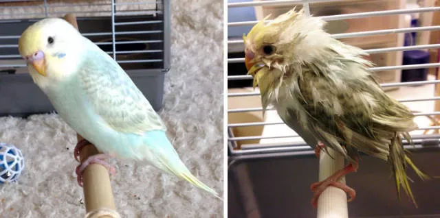 Hilarious photos of animals before and after a bath - #11 