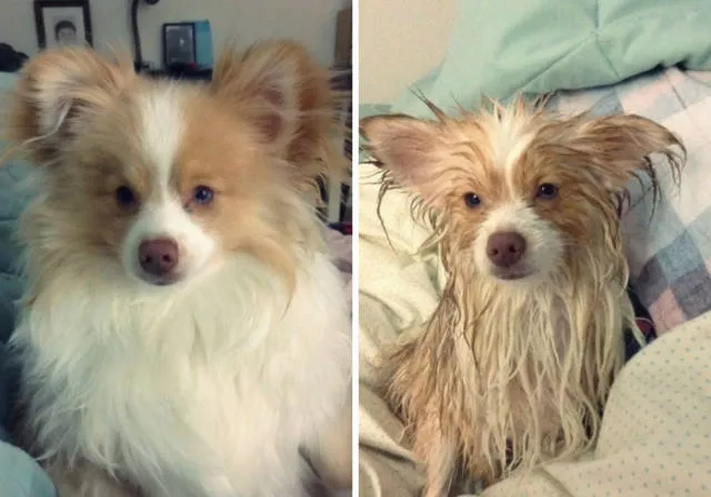 Hilarious photos of animals before and after a bath - #12 
