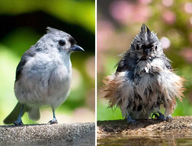 Hilarious photos of animals before and after a bath - #14 