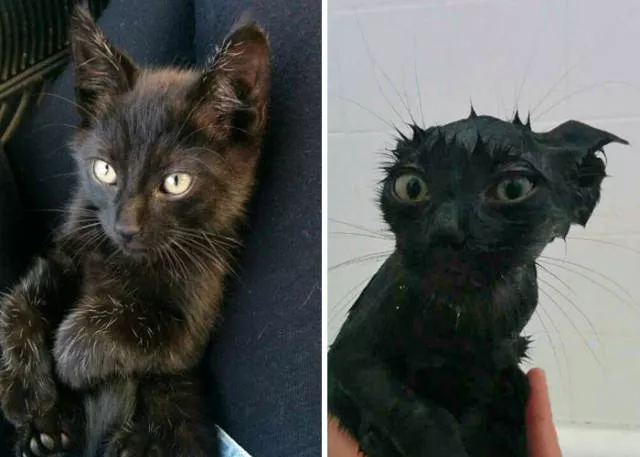Hilarious photos of animals before and after a bath - #16 