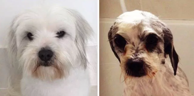 Hilarious photos of animals before and after a bath - #17 