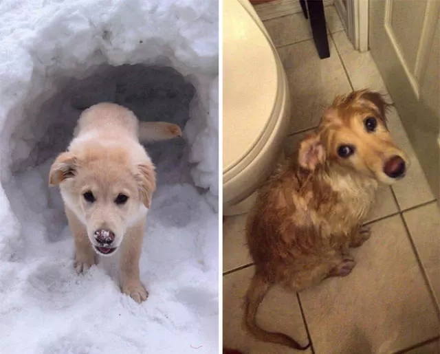 Hilarious photos of animals before and after a bath - #18 