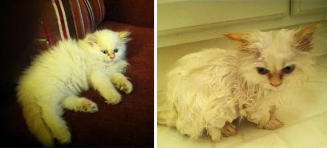 Hilarious photos of animals before and after a bath - #19 