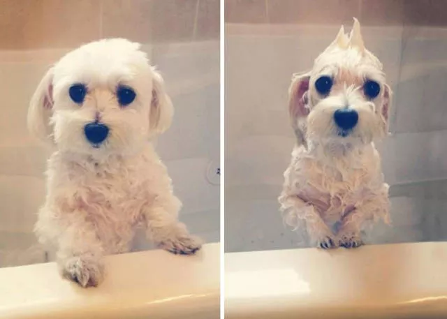 Hilarious photos of animals before and after a bath - #2 