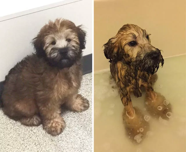 Hilarious photos of animals before and after a bath - #20 