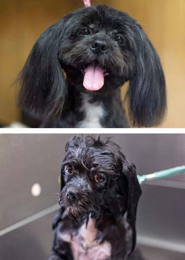 Hilarious photos of animals before and after a bath - #21 