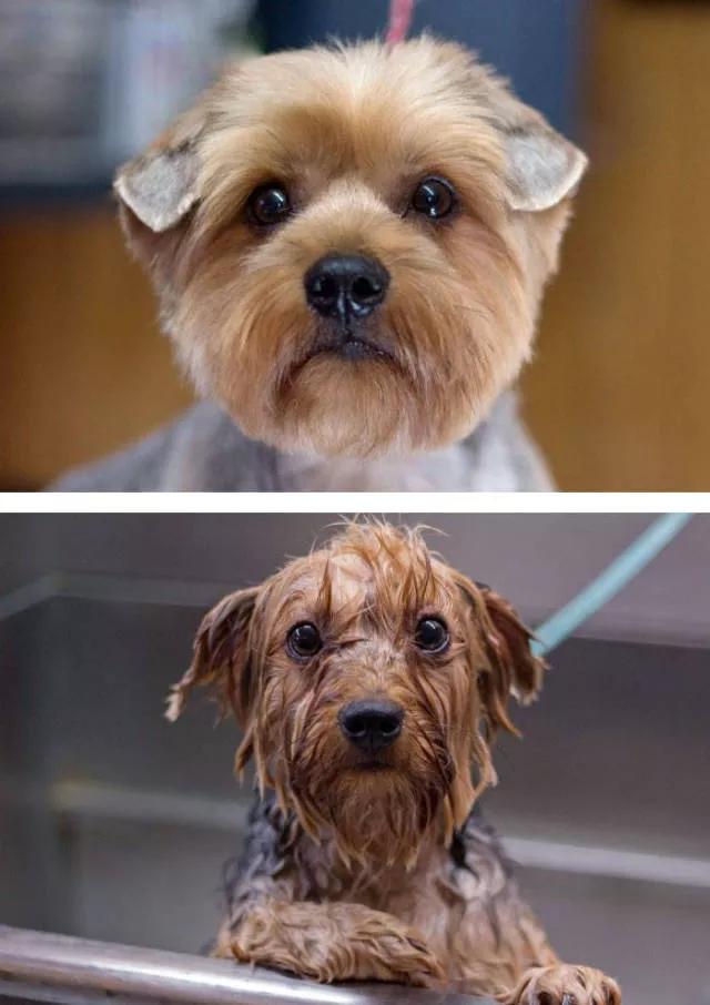 Hilarious photos of animals before and after a bath - #22 