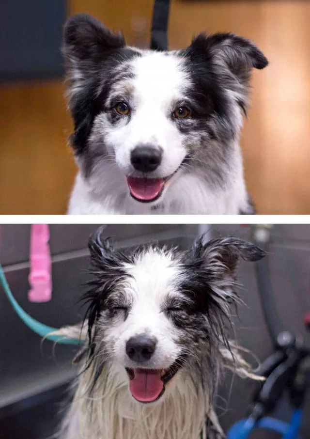 Hilarious photos of animals before and after a bath - #23 