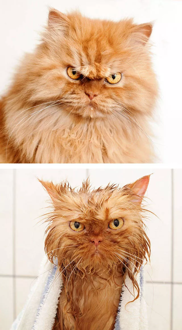 Hilarious photos of animals before and after a bath - #24 