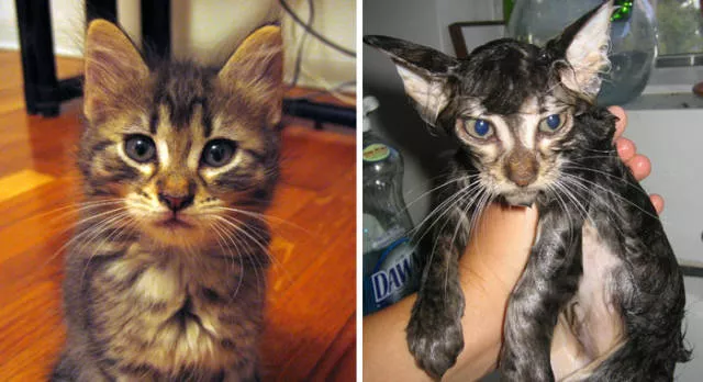 Hilarious photos of animals before and after a bath - #25 
