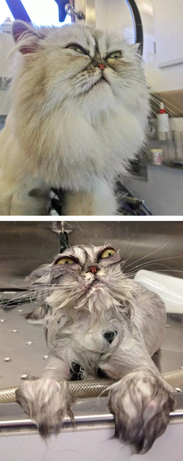 Hilarious photos of animals before and after a bath - #26 