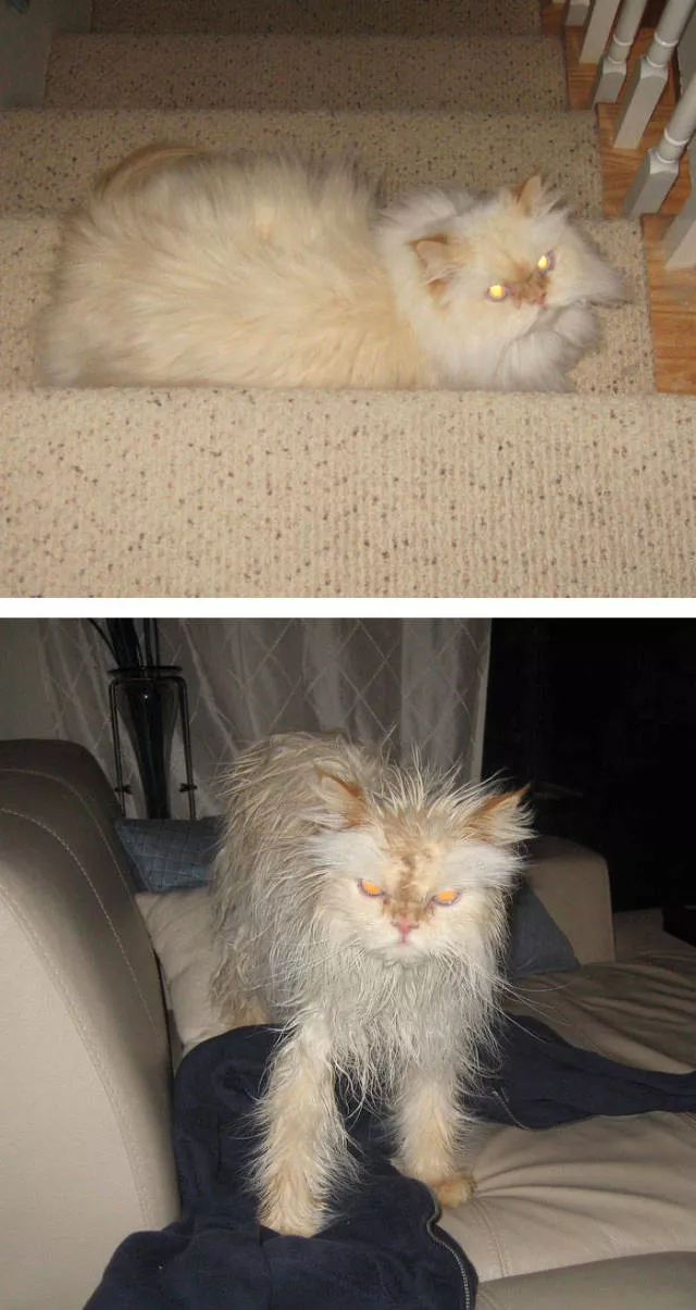 Hilarious photos of animals before and after a bath - #27 