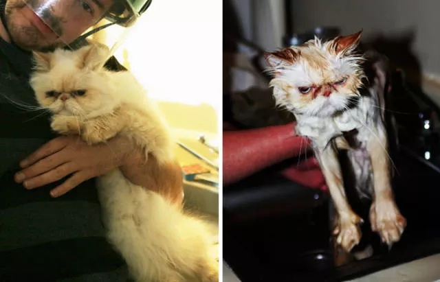 Hilarious photos of animals before and after a bath - #29 