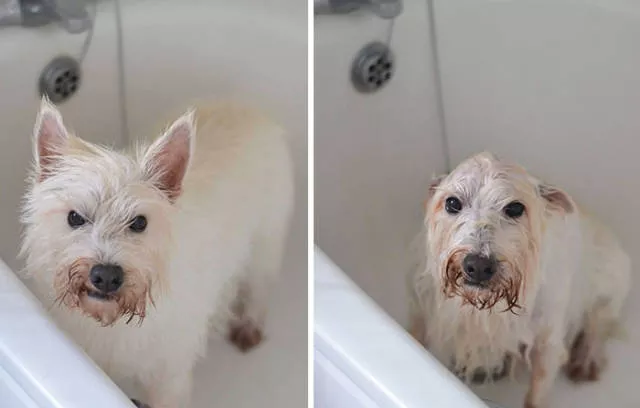 Hilarious photos of animals before and after a bath - #3 