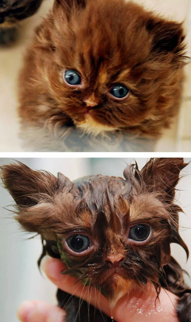 Hilarious photos of animals before and after a bath - #30 