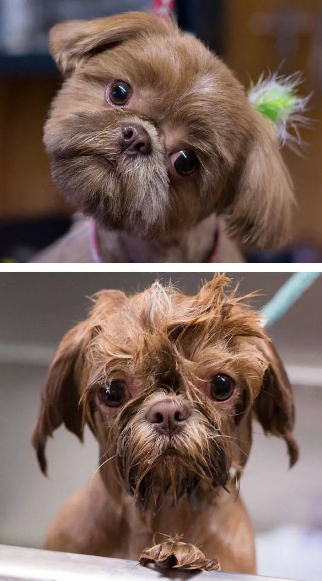 Hilarious photos of animals before and after a bath - #31 