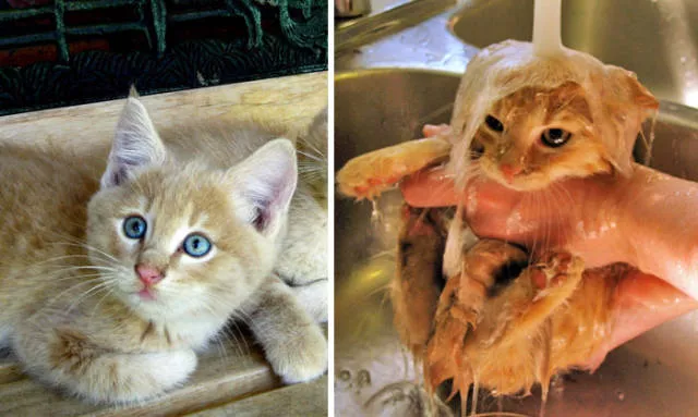 Hilarious photos of animals before and after a bath - #32 