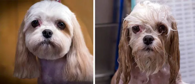 Hilarious photos of animals before and after a bath - #33 