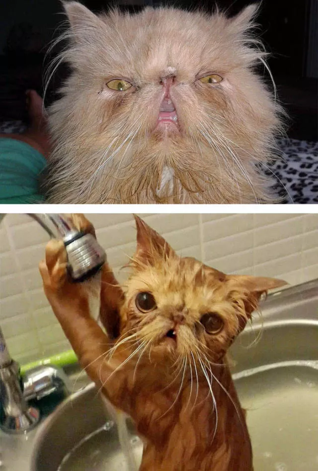 Hilarious photos of animals before and after a bath - #34 