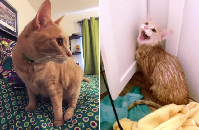 Hilarious photos of animals before and after a bath - #35 