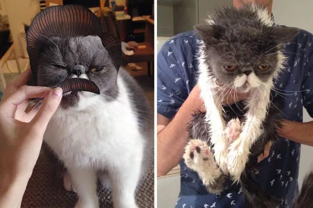 Hilarious photos of animals before and after a bath