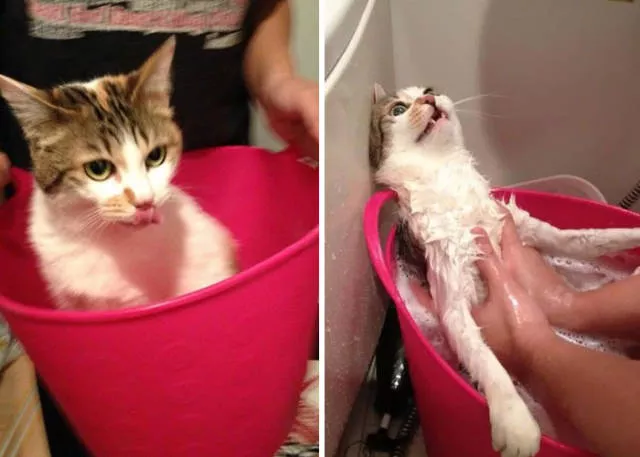 Hilarious photos of animals before and after a bath - #37 