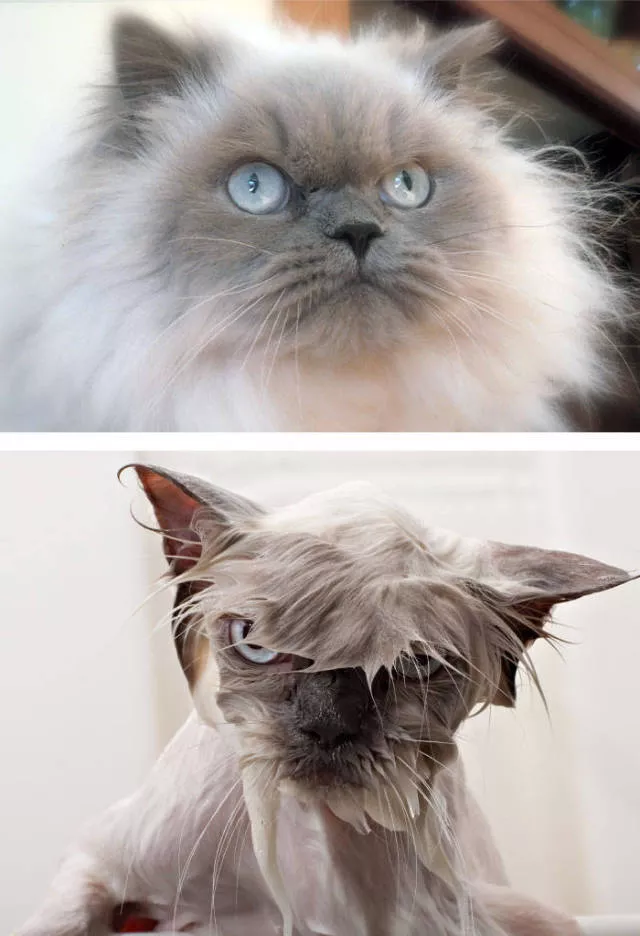 Hilarious photos of animals before and after a bath
