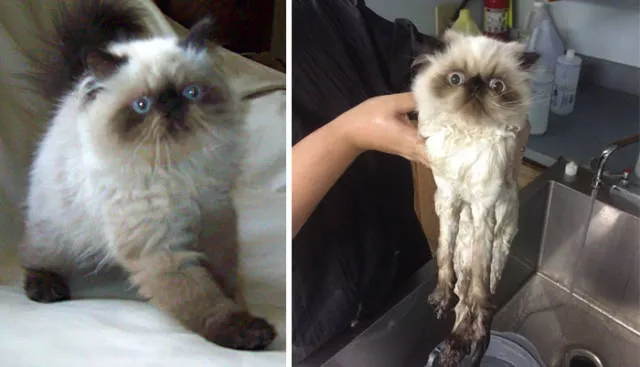 Hilarious photos of animals before and after a bath - #39 