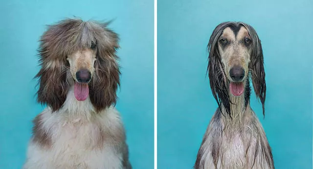 Hilarious photos of animals before and after a bath - #4 