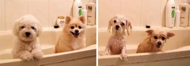 Hilarious photos of animals before and after a bath - #41 
