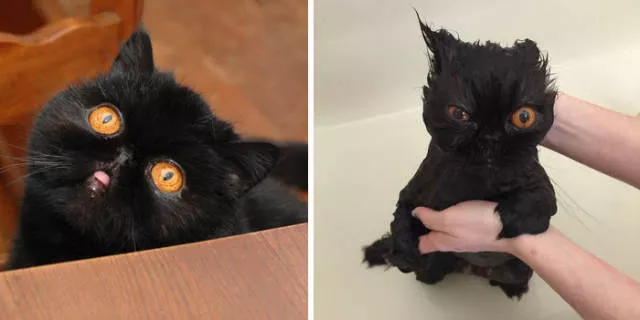 Hilarious photos of animals before and after a bath - #42 