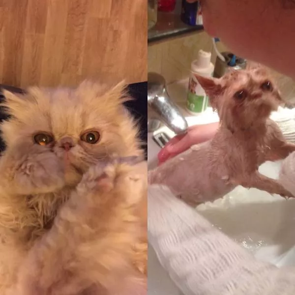 Hilarious photos of animals before and after a bath - #43 