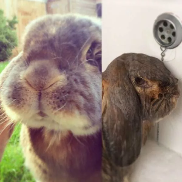 Hilarious photos of animals before and after a bath - #45 