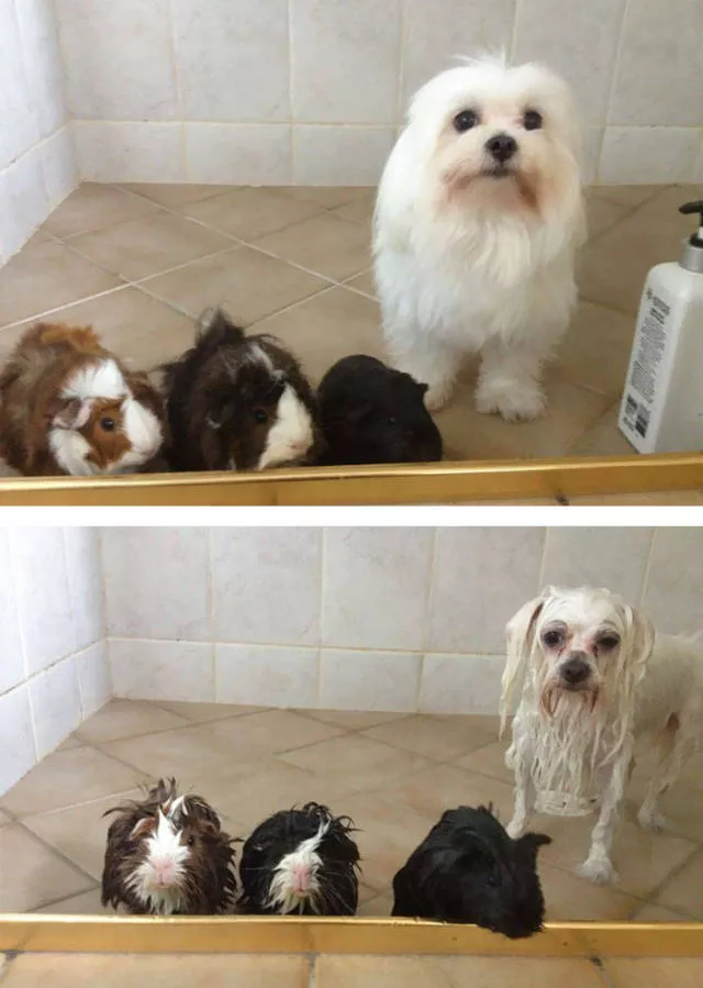 Hilarious photos of animals before and after a bath - #5 