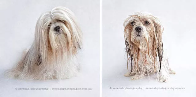 Hilarious photos of animals before and after a bath - #7 