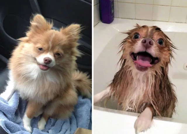 Hilarious photos of animals before and after a bath - #8 