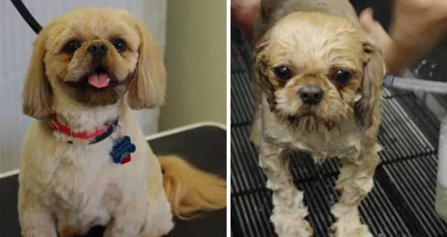 Hilarious photos of animals before and after a bath - #9 